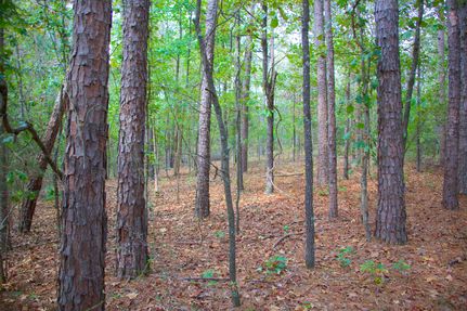 Hunting Land for sale in Hardeman County, Tennessee