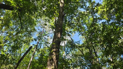 Residential Property for sale in Covington County, Mississippi