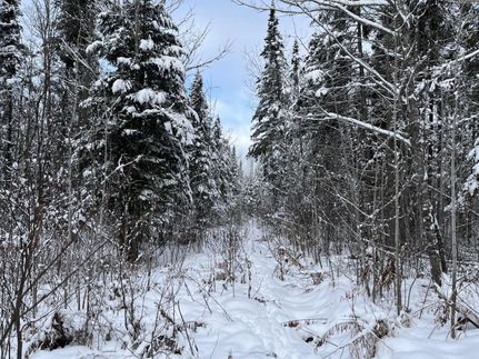 Undeveloped Land for sale in Aroostook County, Maine