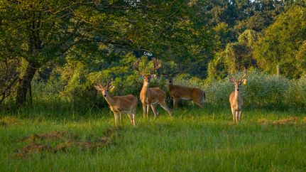 Ranch Property for sale in Anderson County, Texas