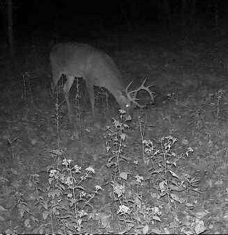 Undeveloped Land for sale in Orange County, Indiana