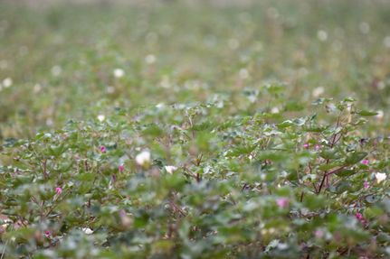 Farm Property for sale in Cottle County, Texas