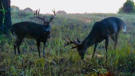 Farm Property for sale in Izard County, Arkansas