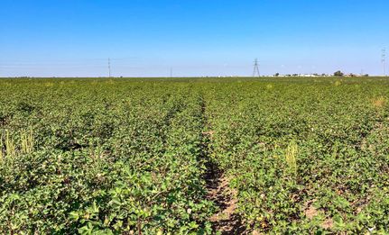 Undeveloped Land for sale in Lubbock County, Texas