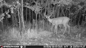 Farm Property in Morrison County, Minnesota