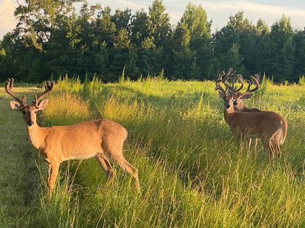 Farm Property in Crenshaw County, Alabama