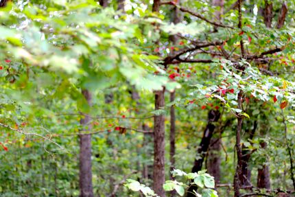 Property for sale in Sharp County, Arkansas