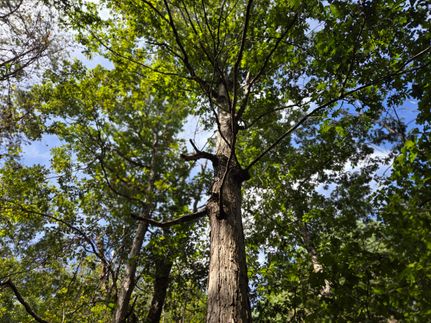 Timberland Property for sale in DeKalb County, Alabama