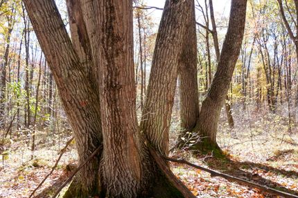 Ranch Property for sale in Taylor County, Wisconsin