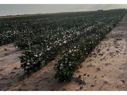 Timberland Property for sale in Haskell County, Texas