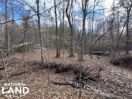 Hunting Land in Campbell County, Virginia