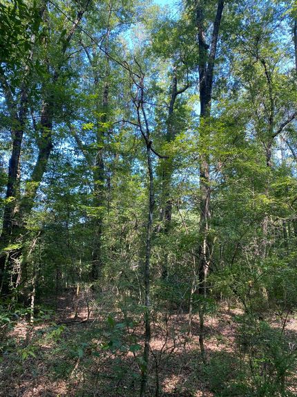 Undeveloped Land for sale in Greene County, Alabama