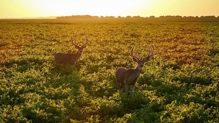 Undeveloped Land for sale in Sully County, South Dakota