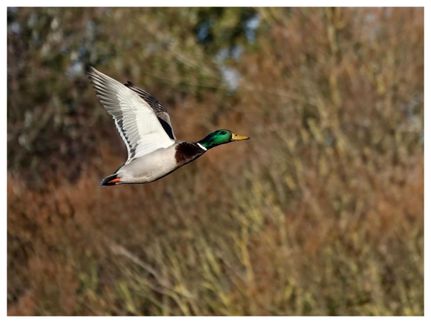 Waterfront Property for sale in Craighead County, Arkansas