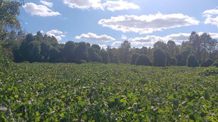 Undeveloped Land for sale in Franklin County, North Carolina
