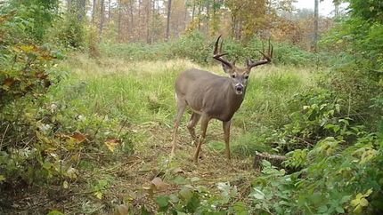 Timberland Property for sale in Lincoln County, Wisconsin