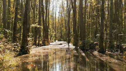 Undeveloped Land for sale in Madison County, Tennessee