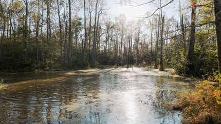 Undeveloped Land for sale in Madison County, Tennessee