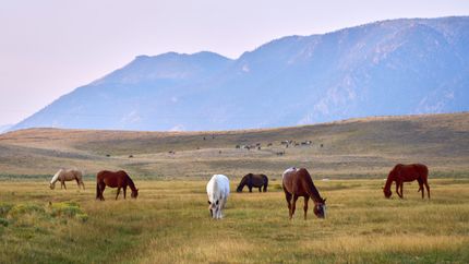 Farm Property for sale in Albany County, Wyoming