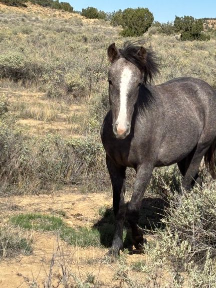 Commercial Property for sale in McKinley County, New Mexico