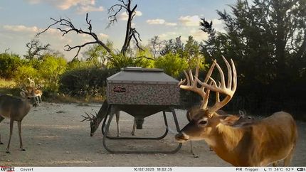 Hunting Land for sale in Mills County, Texas