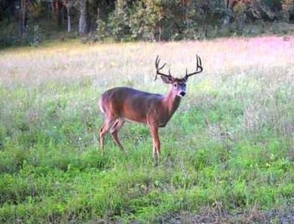 Timberland Property for sale in Waushara County, Wisconsin