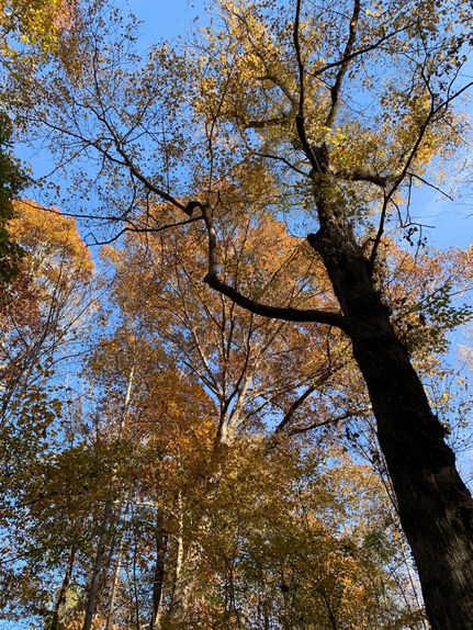 Property for sale in Chatham County, North Carolina