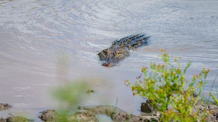 Timberland Property for sale in Wilson County, Texas