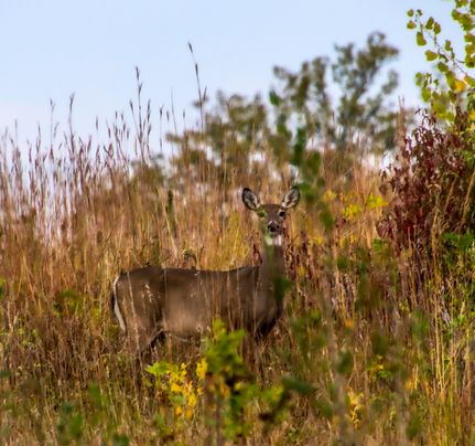 Recreational Property for sale in Saunders County, Nebraska