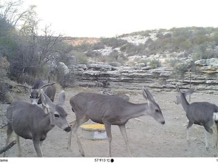 Farm Property for sale in Terrell County, Texas