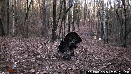 Farm Property for sale in Bowie County, Texas