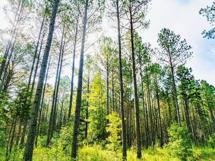 Property for sale in Prentiss County, Mississippi