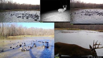 Property for sale in Jefferson County, Mississippi