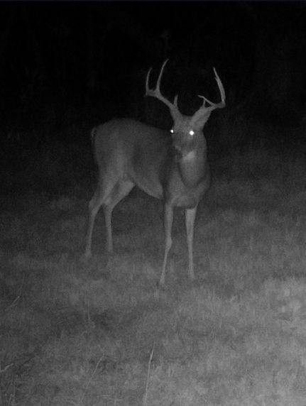 Property for sale in Hickman County, Kentucky