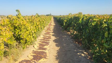 Farm Property for sale in Fresno County, California