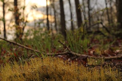 Property in Stone County, Arkansas