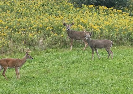 Property for sale in Shawano County, Wisconsin