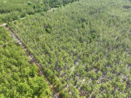 Farm Property for sale in Charlton County, Georgia