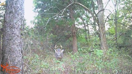 Property for sale in Taylor County, Iowa