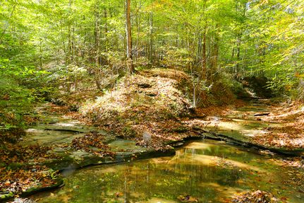 Timberland Property for sale in Metcalfe County, Kentucky