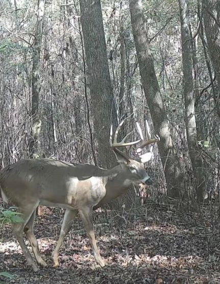 Timberland Property for sale in Peach County, Georgia