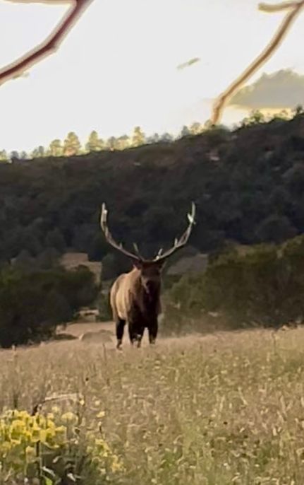 Timberland Property for sale in McKinley County, New Mexico