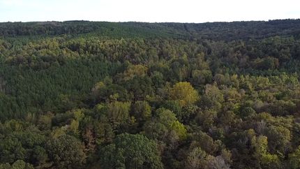 Timberland Property for sale in Lawrence County, Alabama