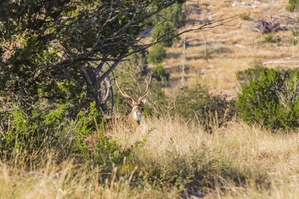 Farm Property for sale in Real County, Texas