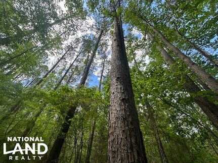 Hunting Land for sale in Franklin County, Alabama