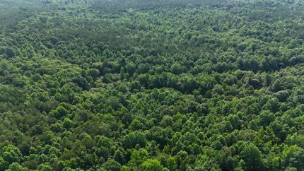 Undeveloped Land for sale in Itawamba County, Mississippi