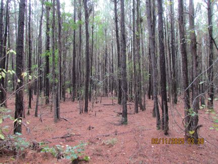 Property for sale in Williamsburg County, South Carolina