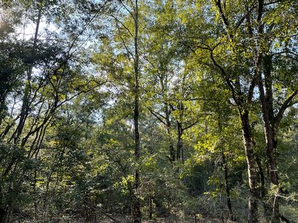 Hunting Land for sale in Baldwin County, Alabama
