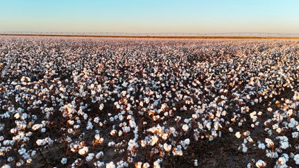 Farm Property for sale in Hale County, Texas