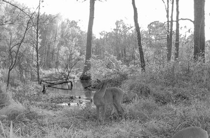 Farm Property for sale in Yalobusha County, Mississippi